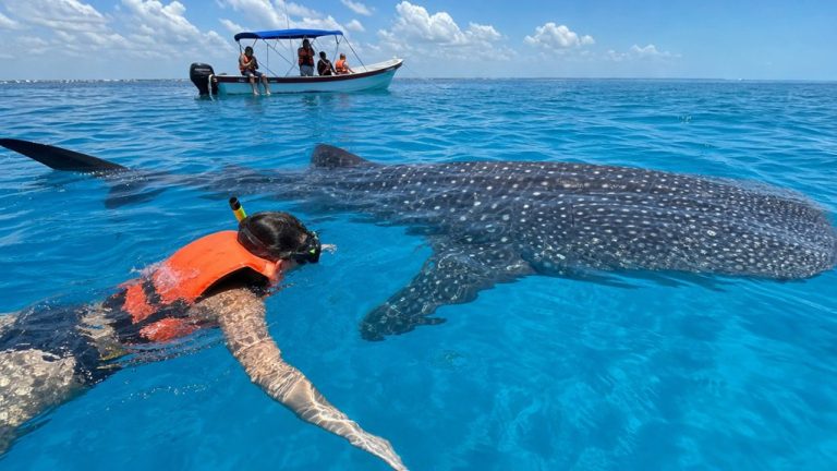 Cancun Whale Shark Tours Guide