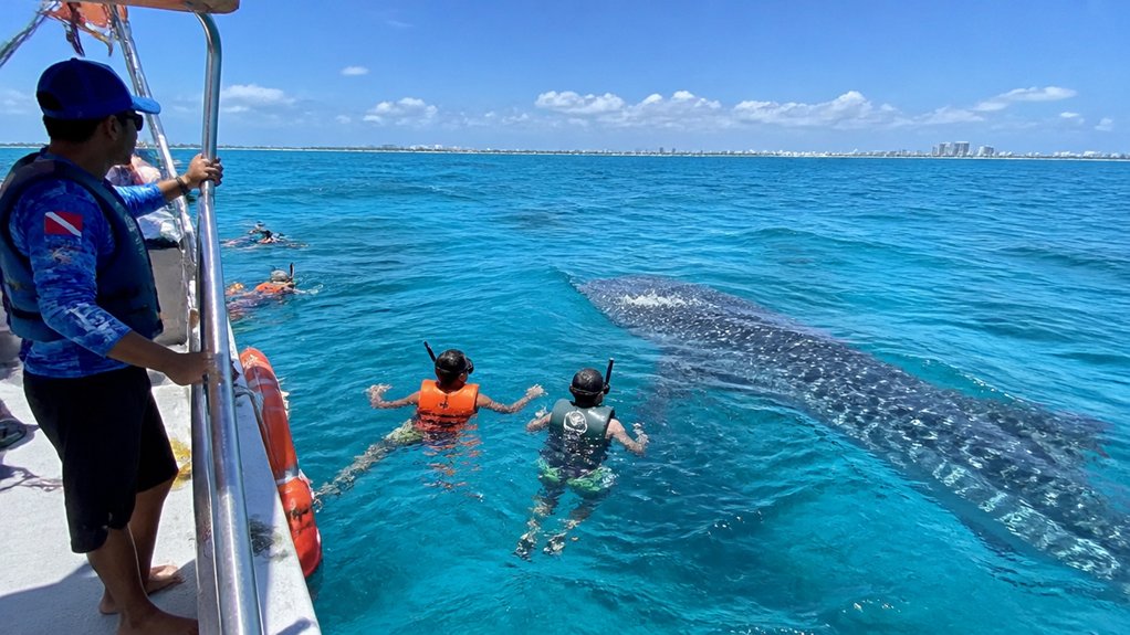 certified regulated whale shark tours