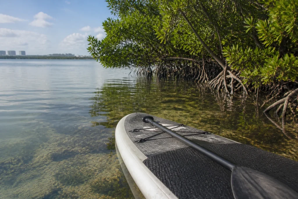 Paddleboard beside mangroves in Nichupté Lagoon