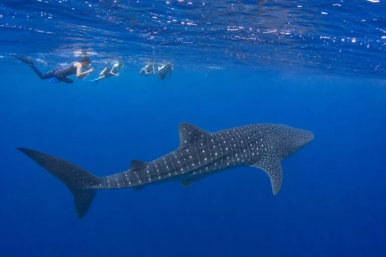 Private Whale Shark Tour From Cancun