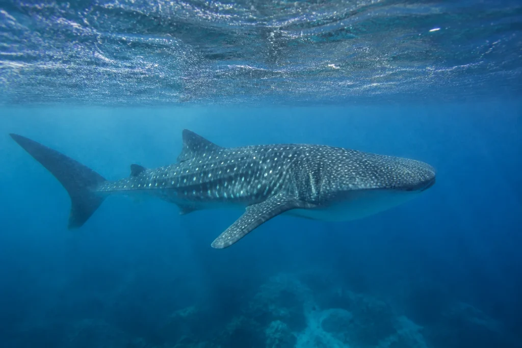 Whale shark swimming in open water near Cancun