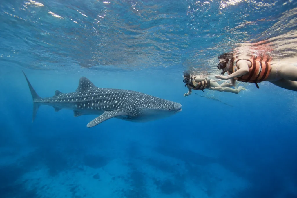 Snorkelers observing a whale shark at a respectful distance
